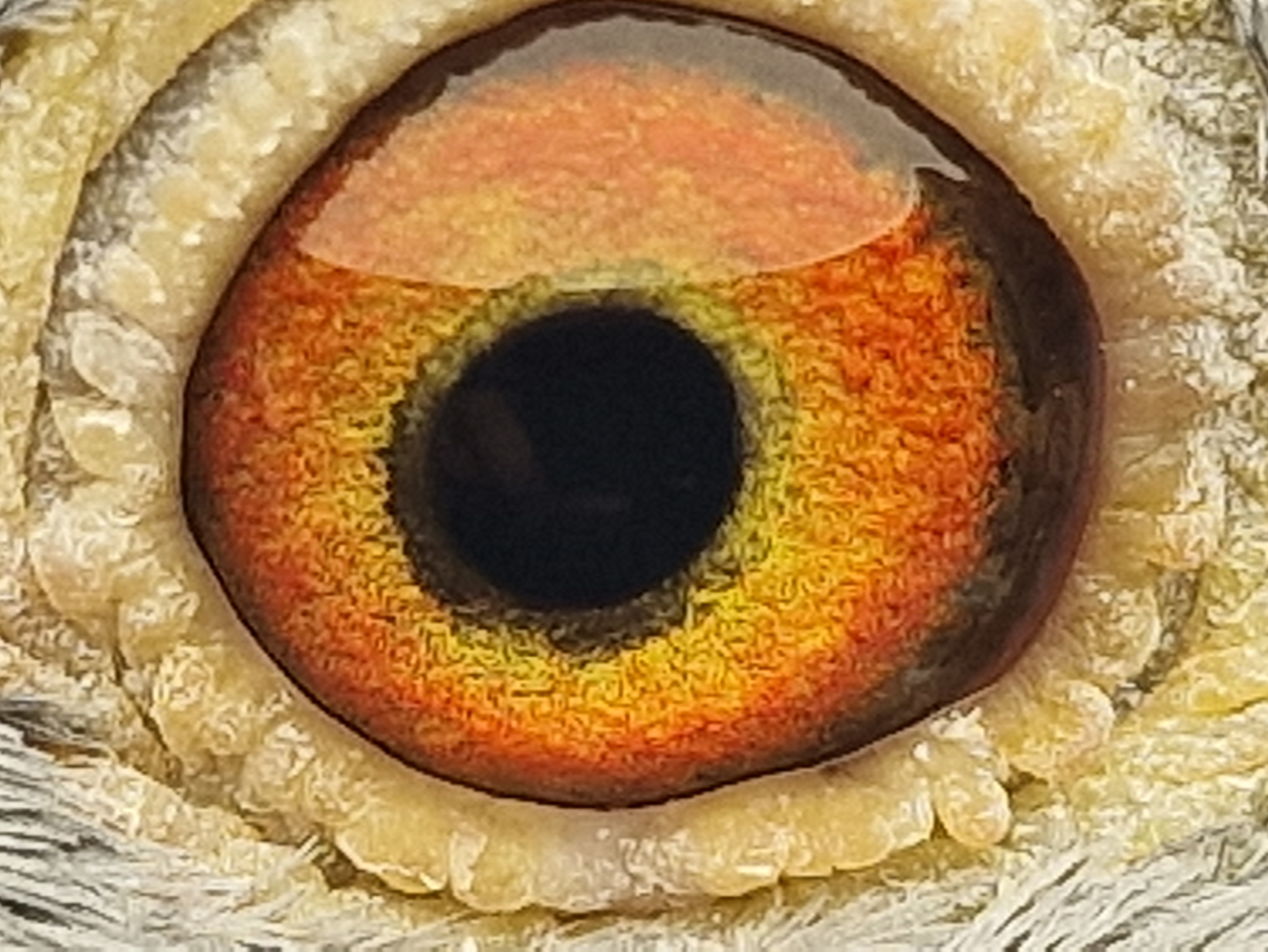 Pigeon eye